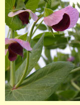 Горох посевной (Pisum sativum L) Горох посевной (Pisum sativum L)